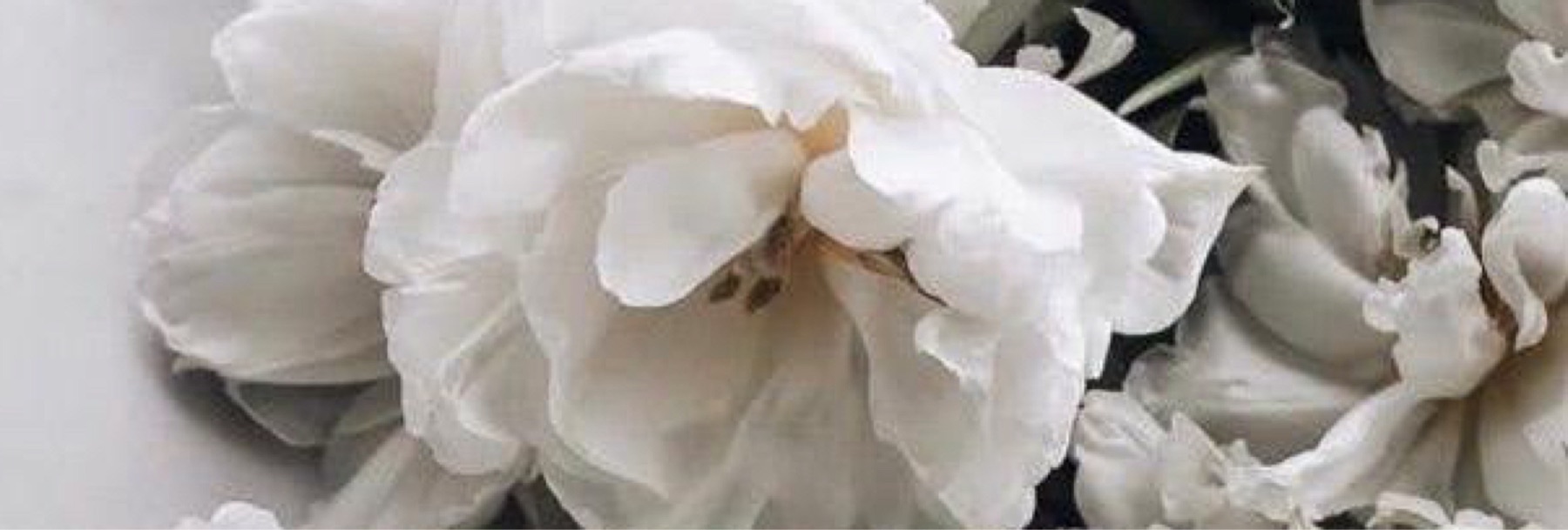 White flowers reflecting Kohaku's calm and refined atmosphere